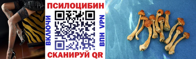 Псилоцибиновые грибы Psilocybine cubensis  Купить  Кольчугино 